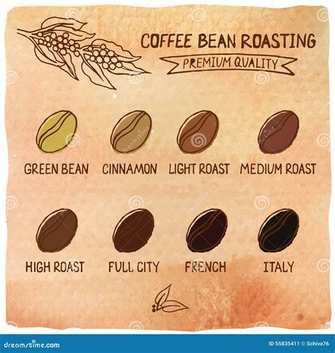 coffee roasting stages