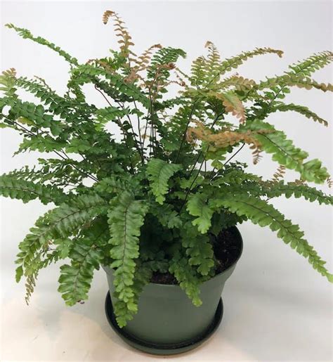 6" Rosy Maidenhair Fern - Flowers Talk Tivoli