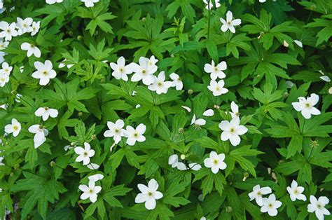 15 Best Ground Cover Plants For Shade | Hausette