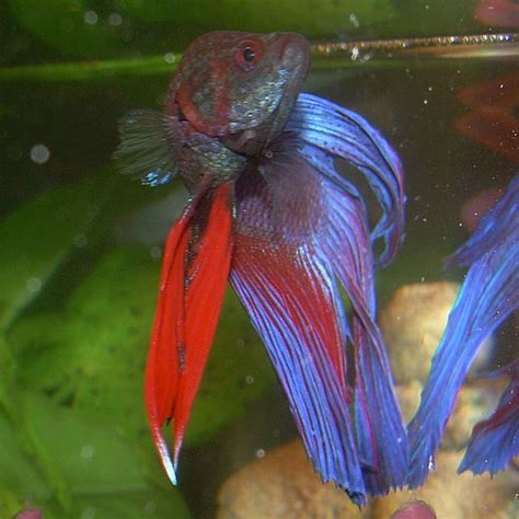 Betta Fish Tank Setup Ideas and Advice - PetHelpful