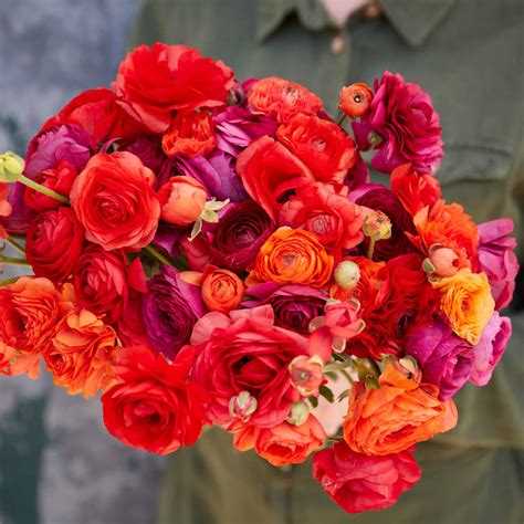 Ranunculus Bulbs | Shop 51 Varieties | Eden Brothers