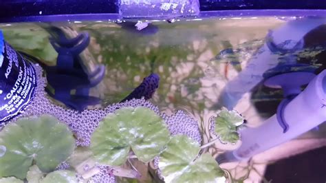 paradise blue gourami breeding bubble nest - YouTube