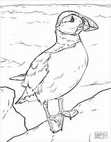 Puffin Coloring Pages Sketch Coloring Page sketch template