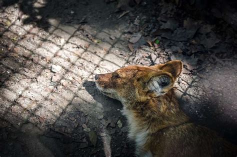 Coyote Hunting In Utah: Predator Control Program