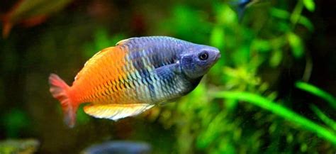 15 Popular Types of Rainbow Fish