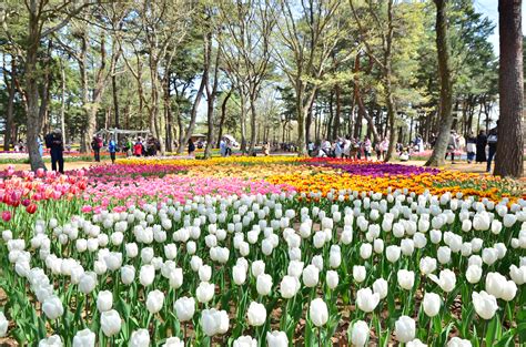 Take a virtual tour of Japan's most spectacular tulip garden