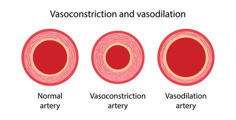 Arteries Cross Section