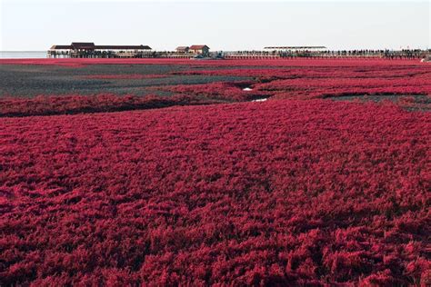 Red Beach In China Attracts Tourists Every Autumn To See It's Stunning Red Colors