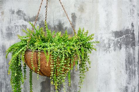 realce corona Cielo nombres de plantas colgantes con flores Acuerdo pestillo región