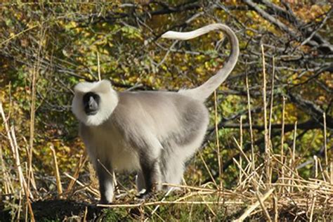 Himalayan langurs will move outside protected areas as climate changes