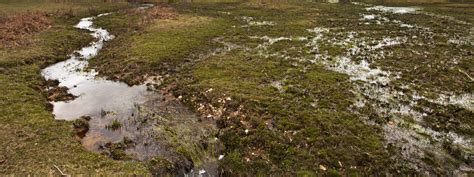 Mires - New Forest National Park Authority