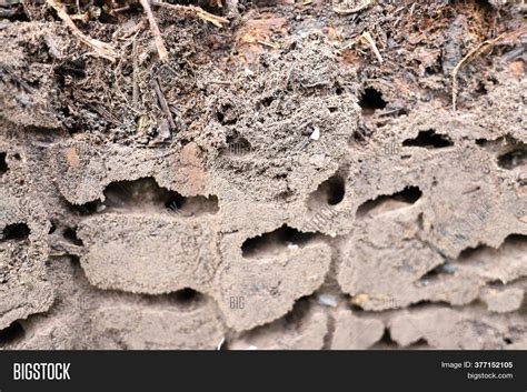 Cross Section Ant Hill Image & Photo (Free Trial) | Bigstock