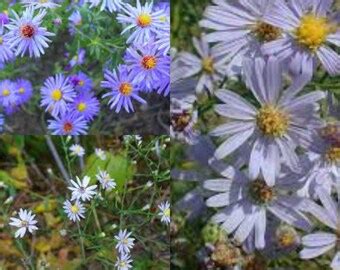 50 Sky Blue Aster Seeds. Symphyotrichum Oolentangiense. - Etsy