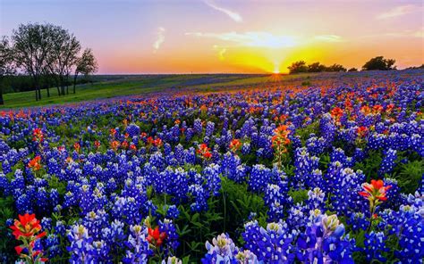 🔥 [50+] Texas Wildflower Wallpapers | WallpaperSafari