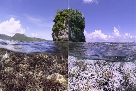 What coral bleaching looks like - The Washington Post