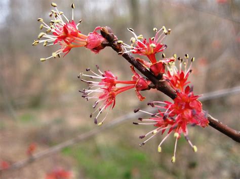 Capital Naturalist by Alonso Abugattas: Red Maple