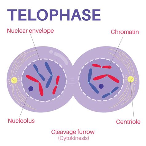 Telophase is the final phase of mitosis. 15274240 Vector Art at Vecteezy