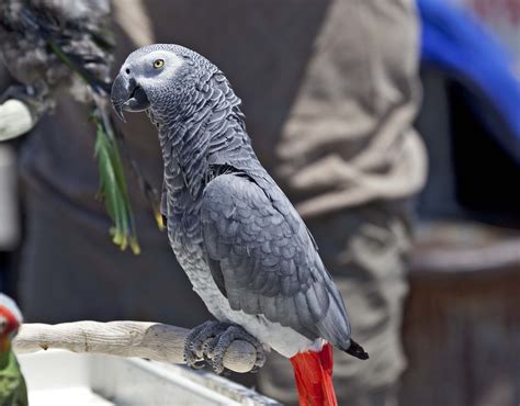 Pictures and information on Grey Parrot