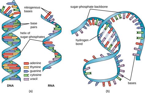 11.3 Structure and Function of RNA – Microbiology: Canadian Edition