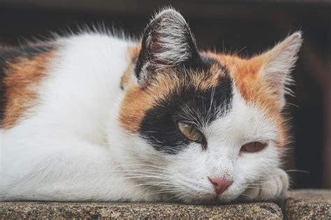 Black, White and Orange Cat Outdoor · Free Stock Photo