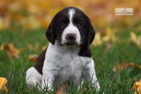 Alex: English Springer Spaniel puppy for sale near Harrisburg, Pennsylvania. | 608ec3e2-5491