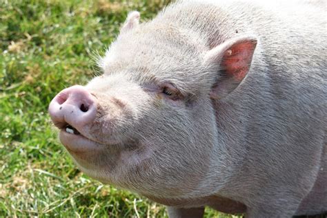 7 Facts about Potbellied Pigs | Lollypop Farm