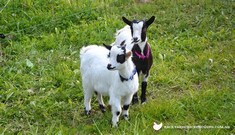 Keeping Miniature Goats as Pets - The Ultimate Guide