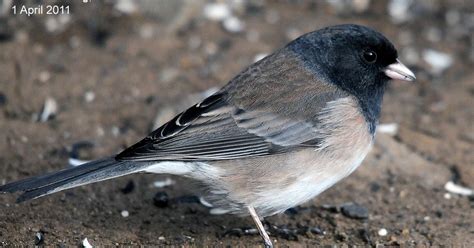 Northwest Nature Notes: RETURN OF THE JUNCOS