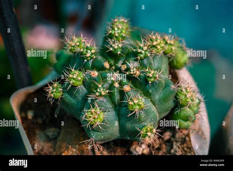 Xerophytes hi-res stock photography and images - Alamy