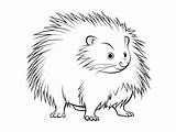 Lovely Porcupine Coloring Sheet  Page sketch template