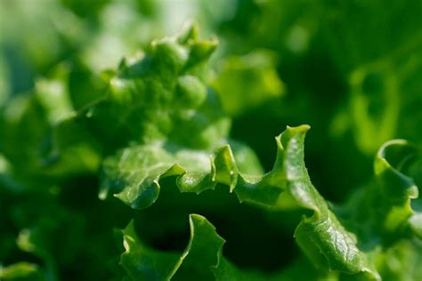 Microphotography of lettuce. Original public | Free Photo - rawpixel