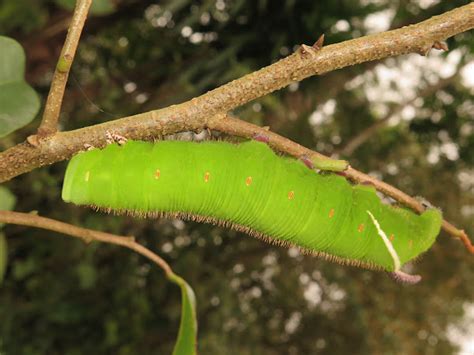 Giant Sphinx Moth Caterpillar | Project Noah