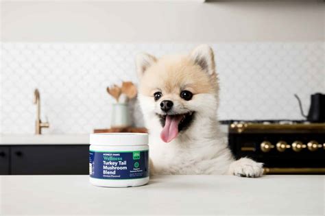 7 Side Effects Of Probiotics In Dogs That You Should Know