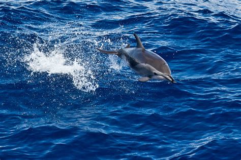 Clymene Dolphin | Flickr - Photo Sharing!