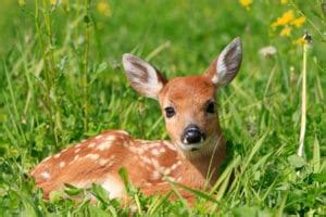 What is a Baby Deer Called? [Names of Baby Deer] - World Deer