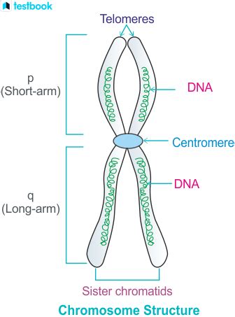 Chromosomes: Types, Structure, Important Functions and Diagram