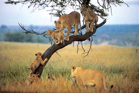 Lake Manyara National Park Safari | Lake National Park | Tanzania Tour