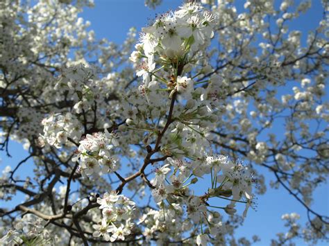 Pyrus Calleryana Fruit