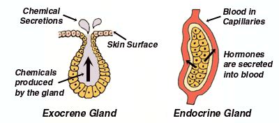 Is the parathyroid an endocrine gland? Are sweat glands endocrine glands? | Socratic