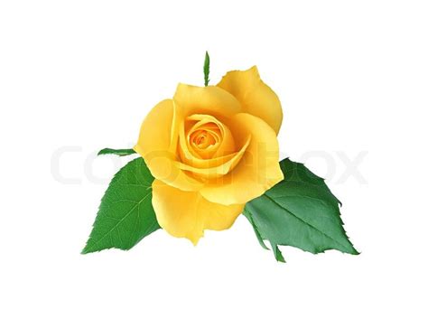 Beautiful yellow rose isolated on white background | Stock Photo ...