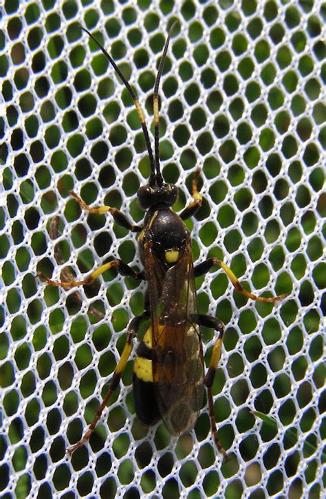 Ichneumon Wasp - Life and Opinions - Life and Opinions