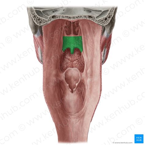 Soft palate: Structure, muscles, function | Kenhub