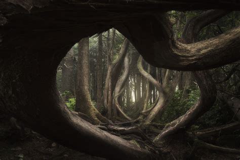 50 Forest Photography Tips for Better Forests Photos (+FREEBIES)