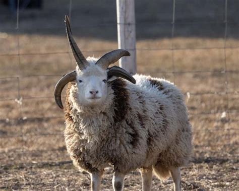 Jacob Sheep Breed Information: Excellent Wool-Producing Sheep with ...