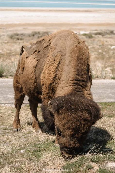 ANTELOPE ISLAND STATE PARK, UTAH (2022) - Best Guide