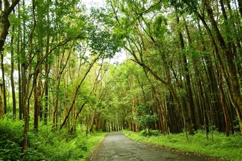 Harga Tiket Masuk Hutan Pinus Mangunan, Tempat Wisata Baru di Jogja ...