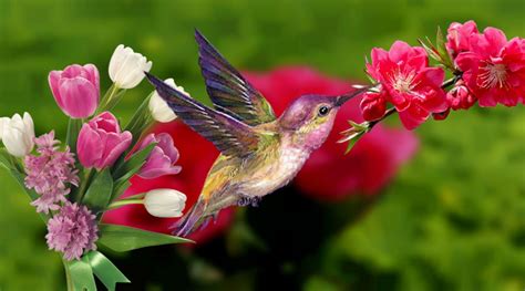 Spring Birds Desktop Wallpapers - Top Free Spring Birds Desktop Backgrounds - WallpaperAccess