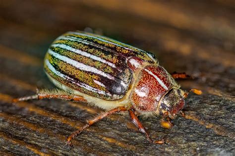 Ten-lined June Beetle (Polyphylla decemlineata) [4691x3123] [OC] : r/AnimalPorn