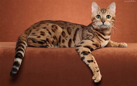 Bengal Cat Wallpaper (59+ pictures) - WallpaperSet