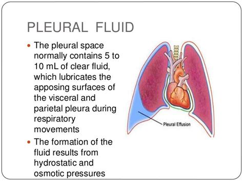 Visceral pleura function